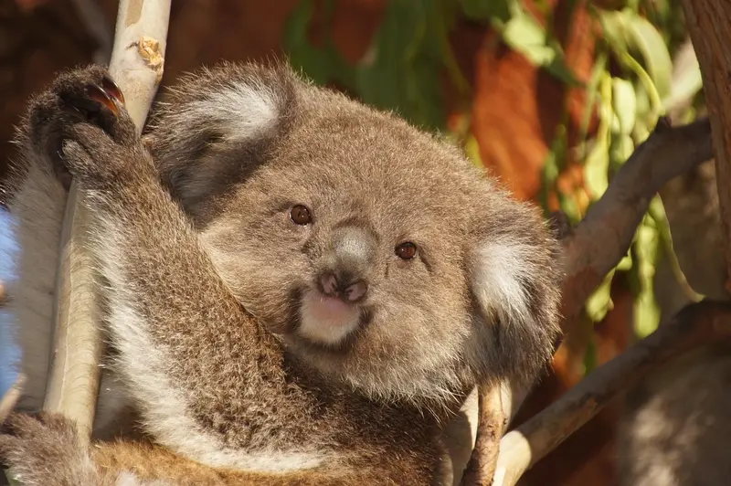 Koala al Bioparco di Phillip Island in Australia
