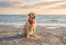 Cane felice su una spiaggia pet friendly in Italia con guinzaglio e mare sullo sfondo, viaggio estate