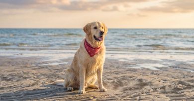 Cane felice su una spiaggia pet friendly in Italia con guinzaglio e mare sullo sfondo, viaggio estate