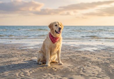 Cane felice su una spiaggia pet friendly in Italia con guinzaglio e mare sullo sfondo, viaggio estate
